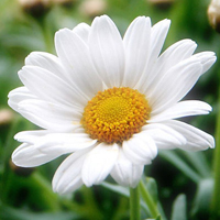 纯白花朵的头像：让美宁静，美妙带骄艳