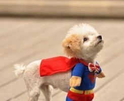 卖萌的宠物头像qq宠物头像大全头像图片