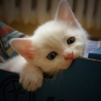 起司猫头像 卡通猫头像大全 萌猫头像  猫头像图片头像图片