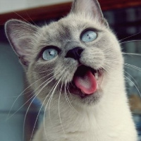 超萌可爱猫咪头像 qq可爱猫咪头像大全 超萌可爱卡通猫咪头像头像图片