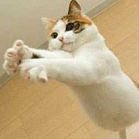 可爱猫咪头像 猫咪头像吧 情侣猫咪头像头像图片