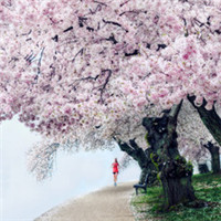 那年樱花树下 唯美意境梦幻樱花头像头像图片