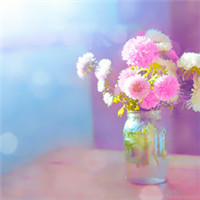 我为你开花 超美静物花朵头像头像图片