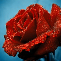 阿宝色玫瑰的梦 阿宝色红玫瑰个性头像头像图片
