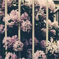 年华终将老去 你要好好珍惜头像图片