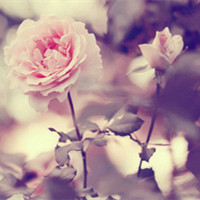 如花美眷敌不过似水流年 清新唯美的花朵头像头像图片