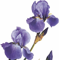 会长大的幸福 英国Christine Stephenson的植物花谱头像头像图片