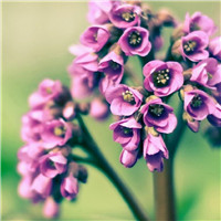 一顶淡紫色的油纸伞 宛如一朵孤寂的丁香花头像图片