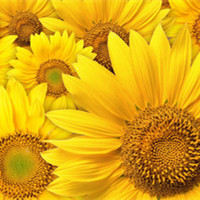 当太阳花不在执着于阳光 我也就放弃你了向日葵唯美头像头像图片