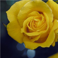 七月茶花为谁挽纱 爱在心中说不出头像图片