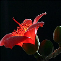 那些,木棉花開的過往 早已在青春染指的流年中消逝头像图片