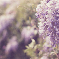 你的笑 唯美了那一束紫蓝色的薰衣草头像图片