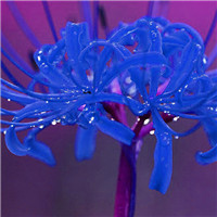 空气中满是属于你的香味 彼岸花的美丽无可比拟头像图片