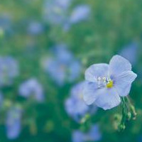 暖暖时光里的小清新 唯美花朵意境头像头像图片