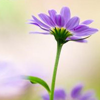 蝴蝶为花醉花却随风飞 唯美花朵好看吧头像图片