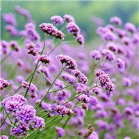 如果痴痴的等某日终于可等到一生中最爱 花海个性头像头像图片