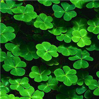 据说三叶草三世缘 门前种满三叶草头像图片