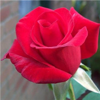 玫瑰的红是容易受伤的梦 钟爱红玫瑰的世界头像图片