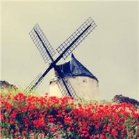 静谧小镇的风车 不知疲倦的在花海中轮回头像图片