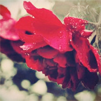 玫瑰的红容易受伤的梦 唯美意境红玫瑰头像图片