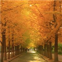 何时褪尽最后一叶枯黄 唯美银杏林头像图片
