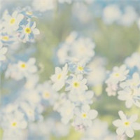 浓情厚谊永不变 Forget Me Not头像图片