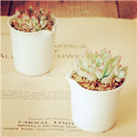 小清新奇特的植物头像图片头像图片