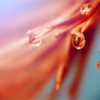 带露珠的植物小清新头像唯美头像图片