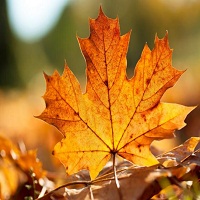 秋天好看的落叶风景头像大全头像图片