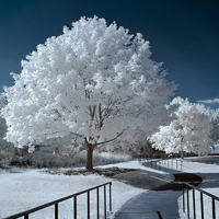 好美的雪景头像：下雪了，更是自然美头像图片