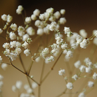 风景的满天星头像：一朵朵纯白小花花头像图片