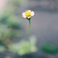 一朵小花的QQ风景头像：绽放了活力头像图片