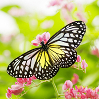美丽蝴蝶的头像：在花林中，飞头像图片