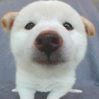 趣味可爱的动物搞笑表情头像精选头像图片