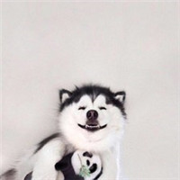 傻萌哈士奇搞笑头像十六张头像图片
