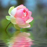 莲花的QQ意境头像：鲜艳，淡淡很美头像图片