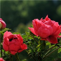 牡丹——百花之王头像图片