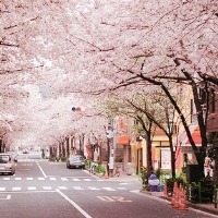 梦幻樱花飘落头像图片