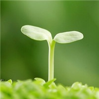 春天的新芽头像图片