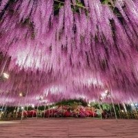 紫藤花的海洋头像图片