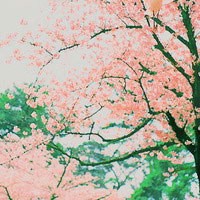 满满樱花开头像图片