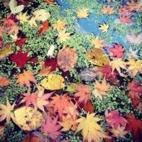 落满地面的枫叶头像图片