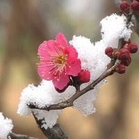 雪中梅花头像图片