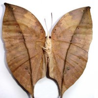 枯叶蝶头像图片