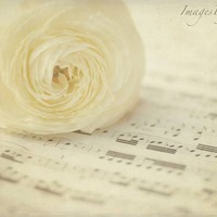 漂亮的各式花朵头像图片