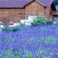 普罗旺斯,我向往的那片花海头像图片