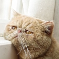 喵星人的等待头像图片