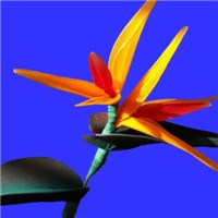 艳丽的天堂鸟头像图片