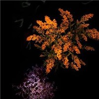 花瓣烟火头像图片