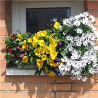 窗户上的花头像图片